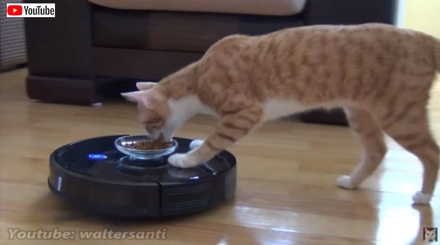 catsnroomba0_batch