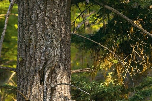owl-photography-35__880_e