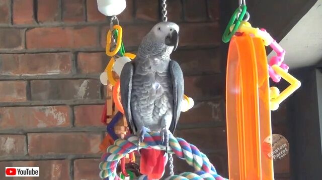 parrotnsquirrel1_640