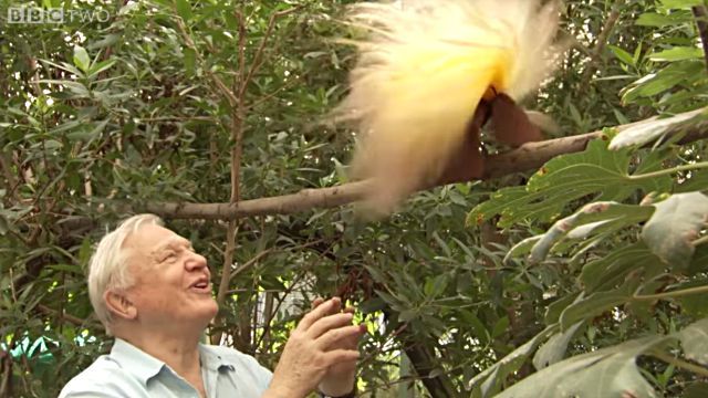 Attenborough3