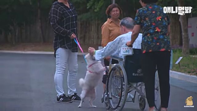koreandog3