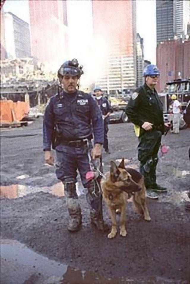 911dogs6_e