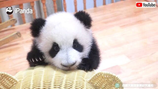 babypandascuteness0_640