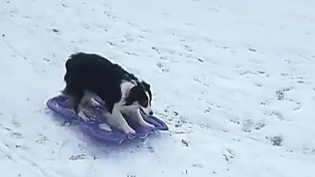 sled-doga