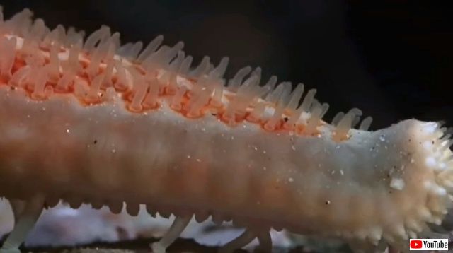 swimminganemone2_640