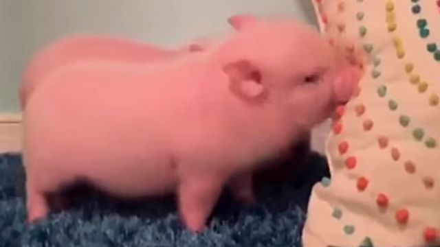 minipigs4
