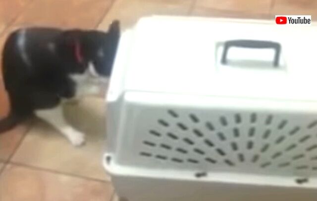 catnvet6_640
