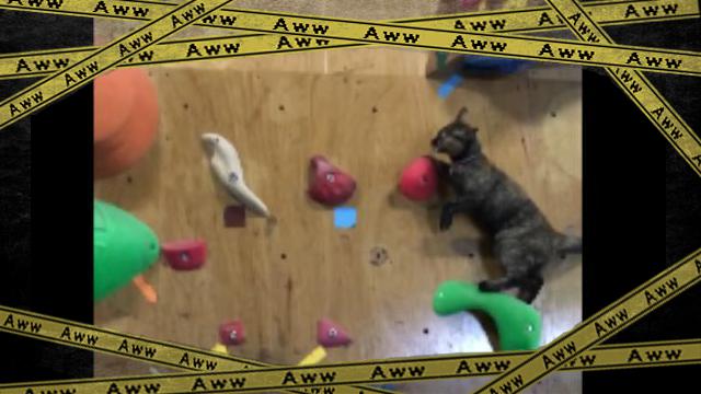 cat-f [www-frame