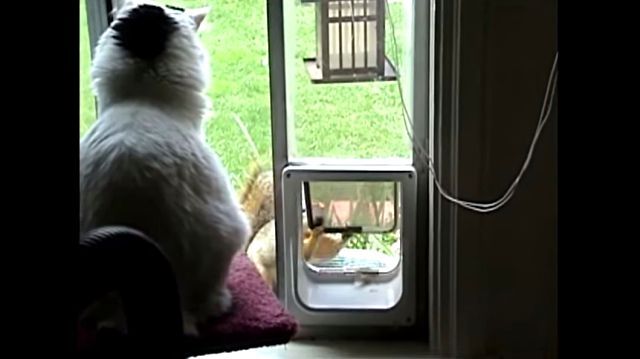 squirrelncat4