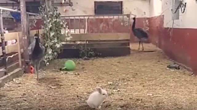 emuandrabbit4