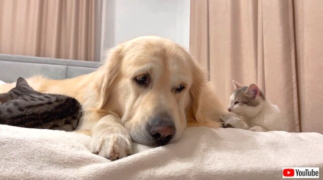 poorgolden6_640