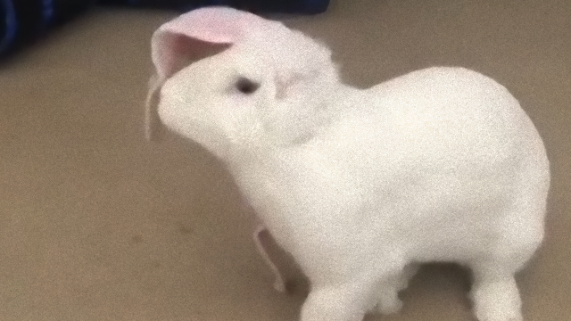 rabbit-1_e_e