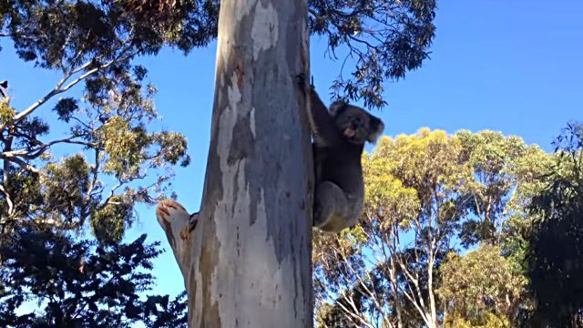 koala4