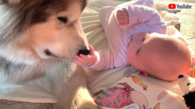 dogswbaby3_640