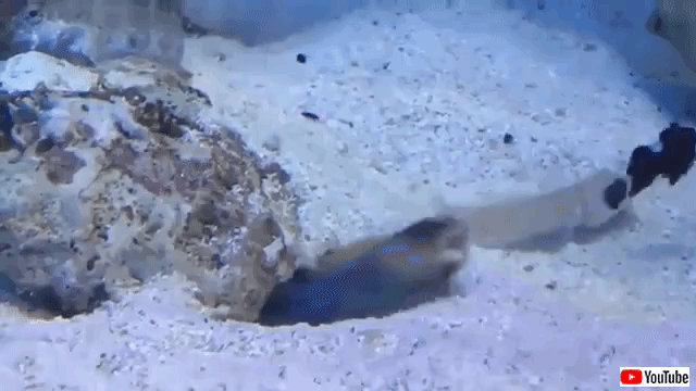 tropicalfishspittingsand(3)