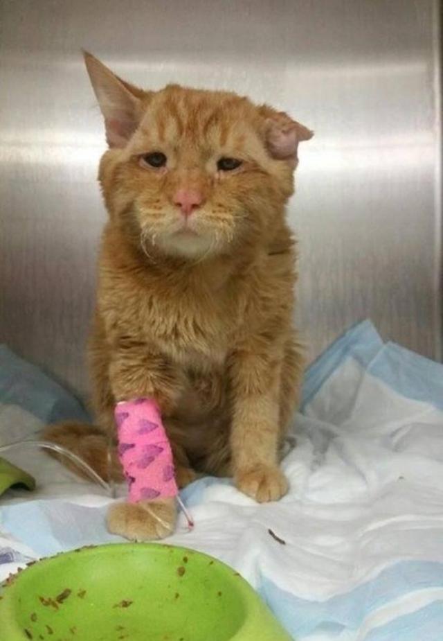 満身創痍で保護され 悲しい顔の猫 と言われたベンベンさんが愛情
