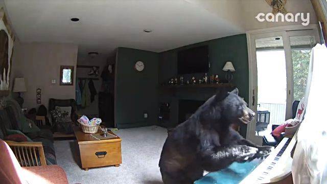 bearplayspiano0