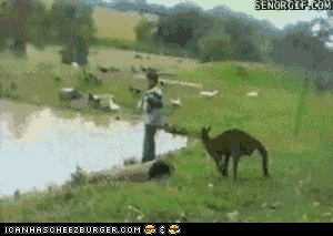 animalfacts2