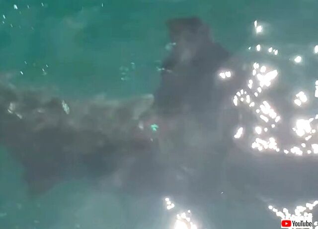 swimwithshark3_640
