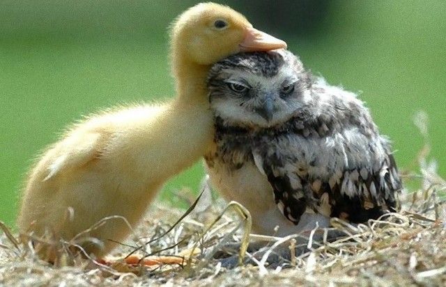 grumpy_animals_19_e