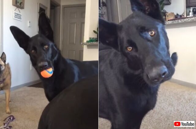 愛犬 大丈夫 どうして泣いてるの と 赤ちゃんの泣き声に自分の遊びを中断して心配顔 カラパイア 愛犬 大丈夫 どうして泣いてるの と 赤ちゃんの泣き声に自分の遊びを中断して心配顔 カラパイア