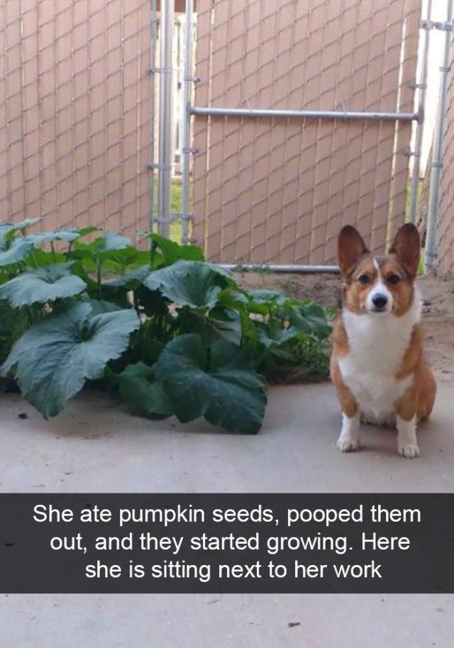 hilarious-dog-snapchats2_e