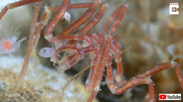seaspider5_640