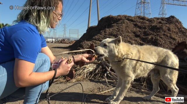 「耳の聞こえない犬がいる！」フリーウェイのそばで7か月暮らしていた犬、無事に保護される