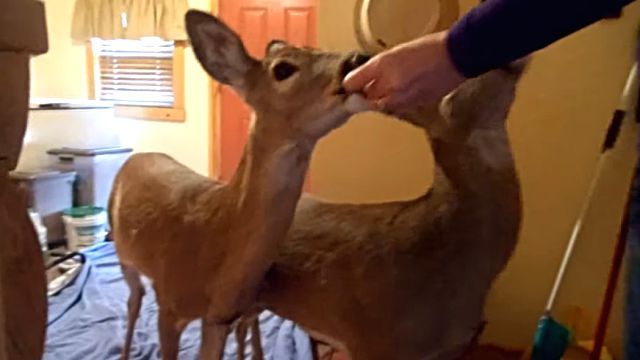 deer4