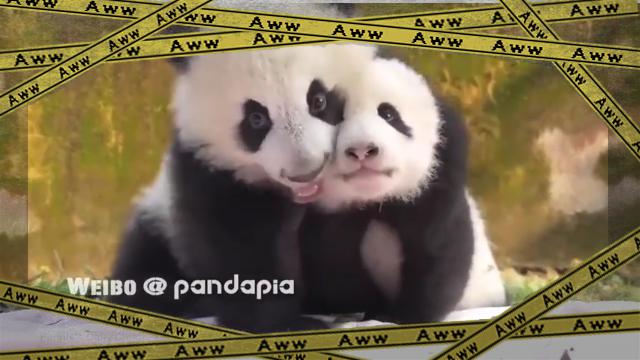 panda-f [www-frame