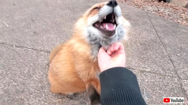 foxes1_640