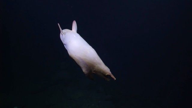 umbrellaoctopus3_e