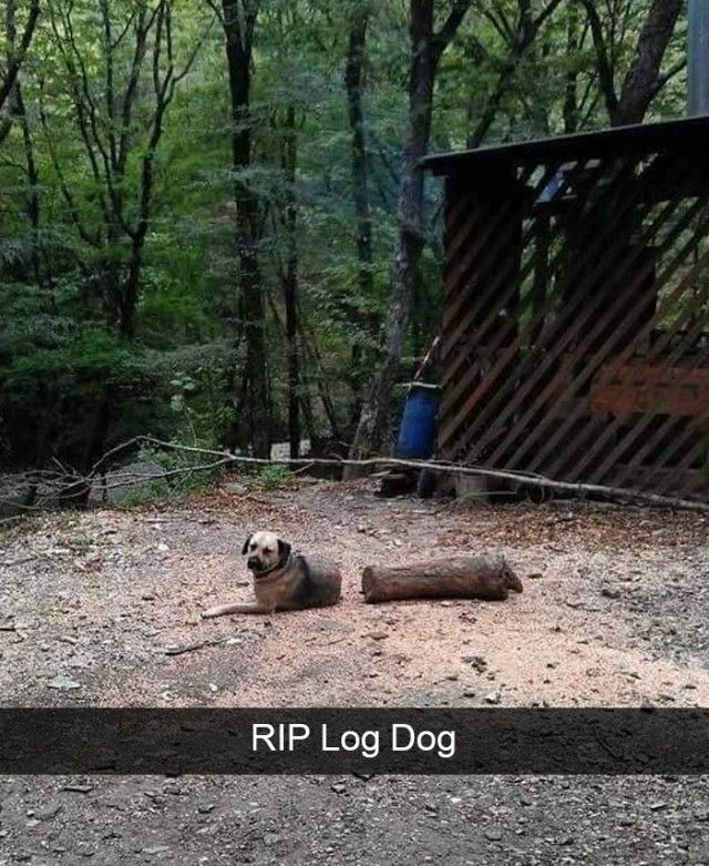 hilarious-dog-snapchats20_e