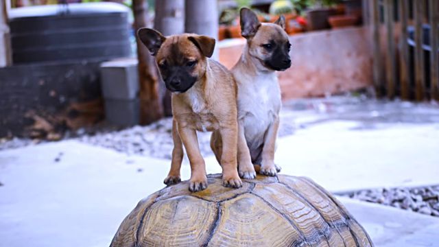 puppynturtle10