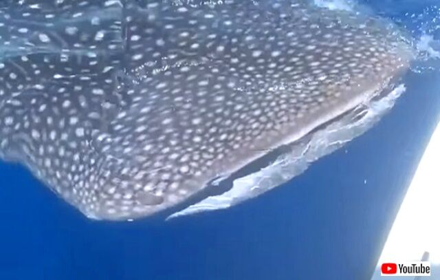 whaleshark0_640