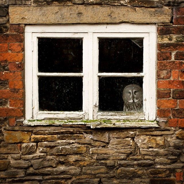 owl-photography-26__880_e