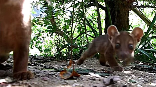 fossa4