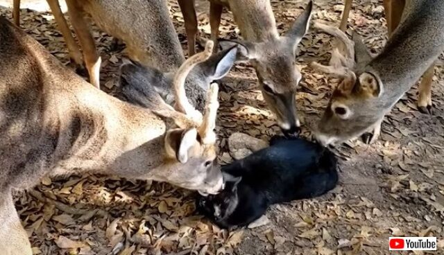 deerlickcat4_640