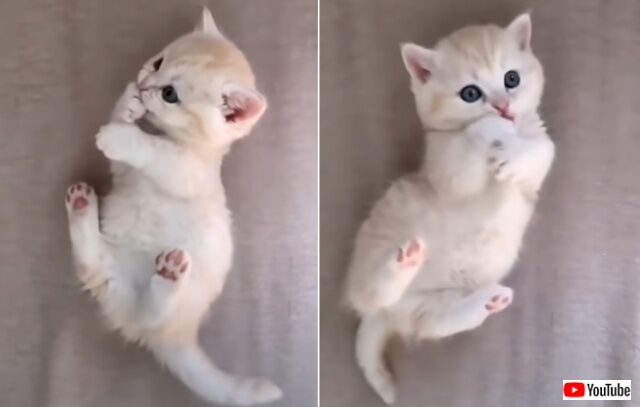 cutecatsshort8_640