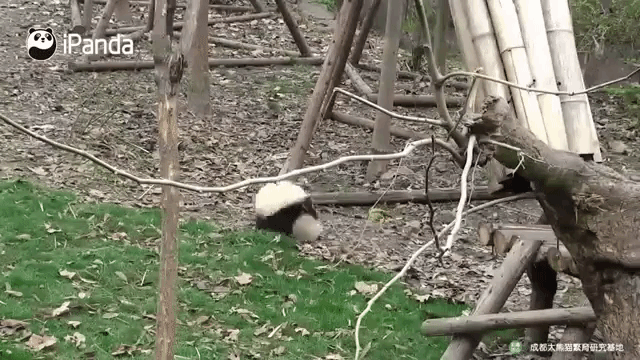 pandababy