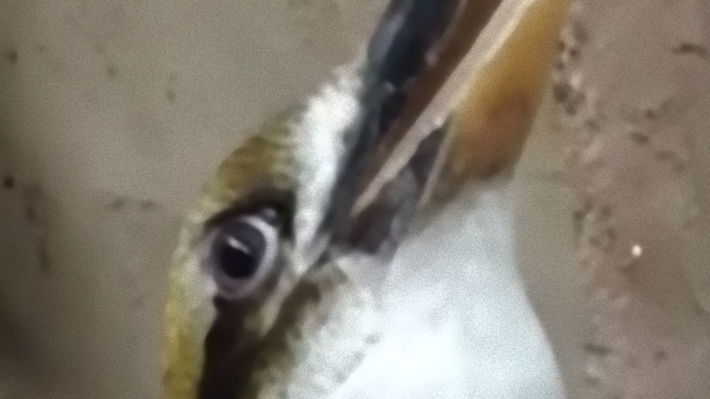 bird-1_e