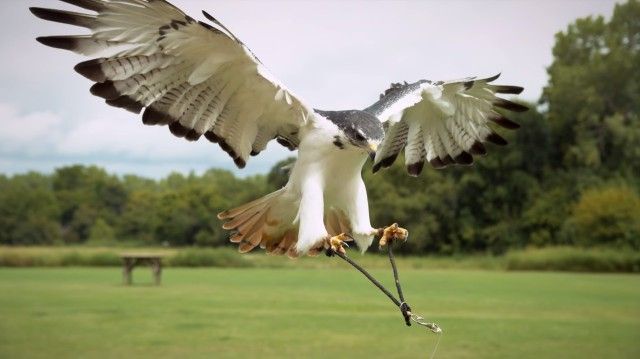 slowmobirds5_e