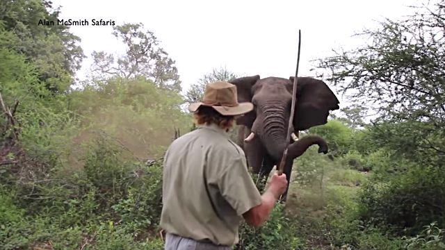 manvselephant3