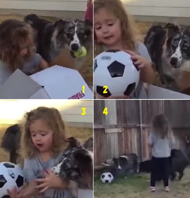 funnyanimalsnkids10_e