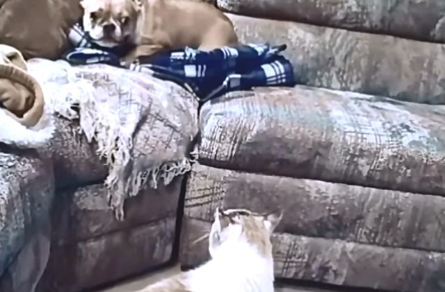 frenchbulldogvscat4