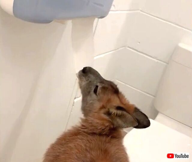 roointoilet4_640