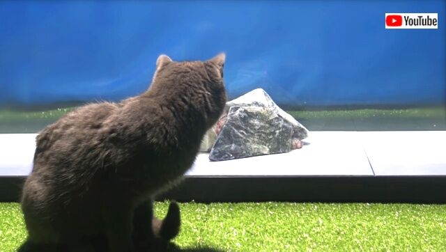octopustocat3_640