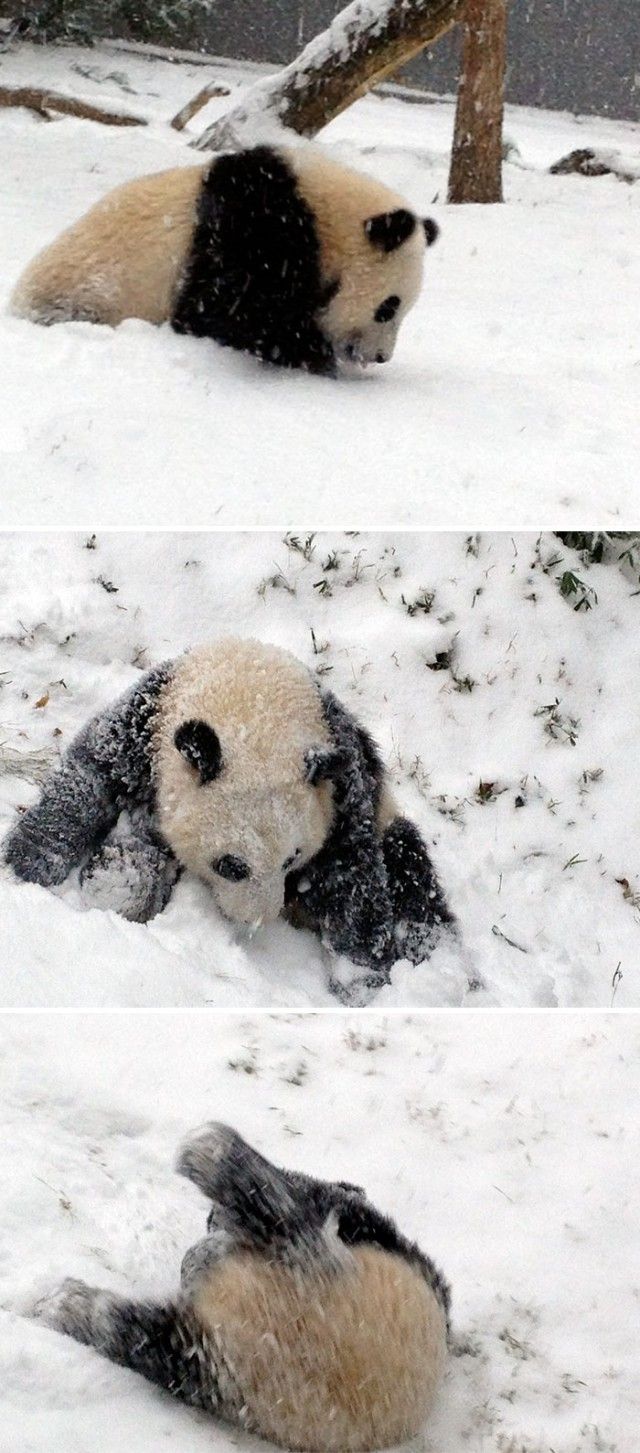 funny-animals-first-snow-cats-dogs19_e