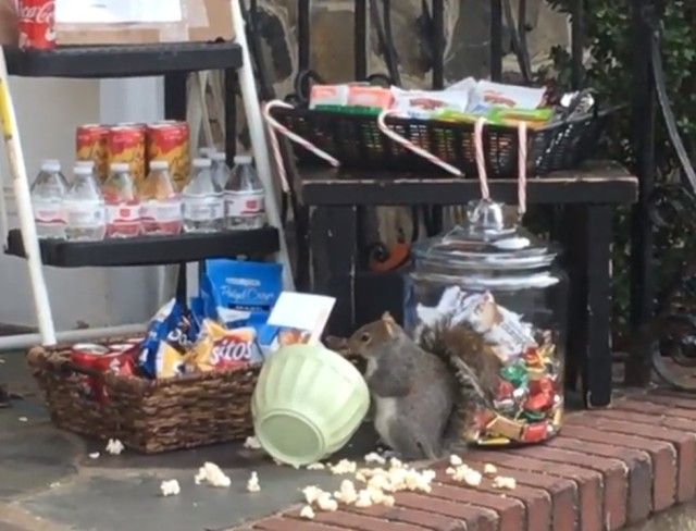 squirrelthief7_e