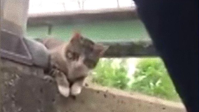 driverncat2_e